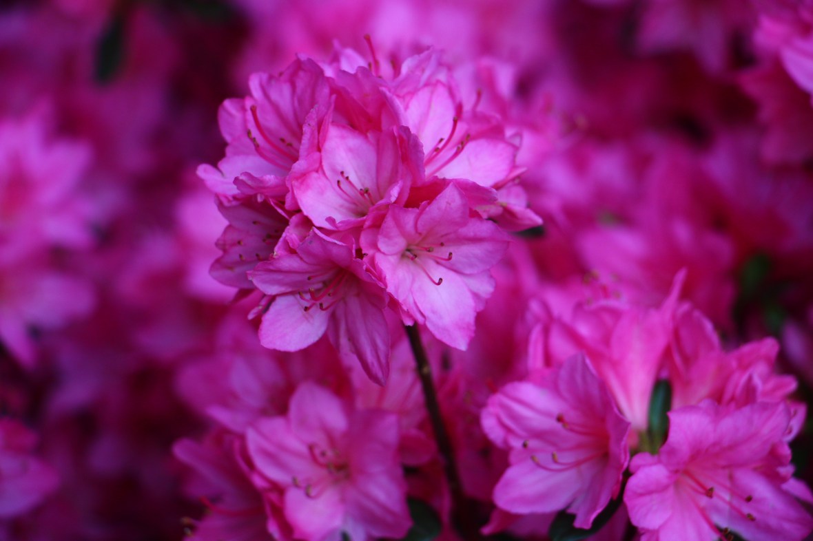 The Pink Storm Close Up