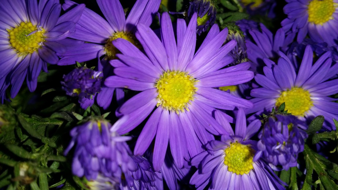 Purple Daisies