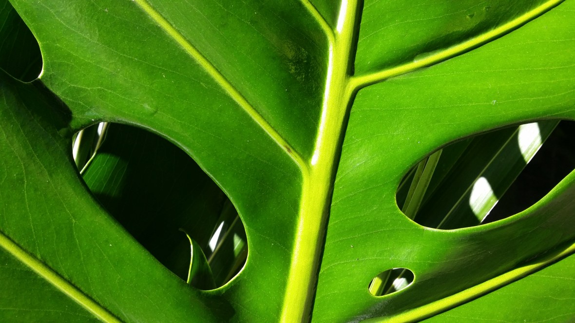 Through The Eyes of A Monstera