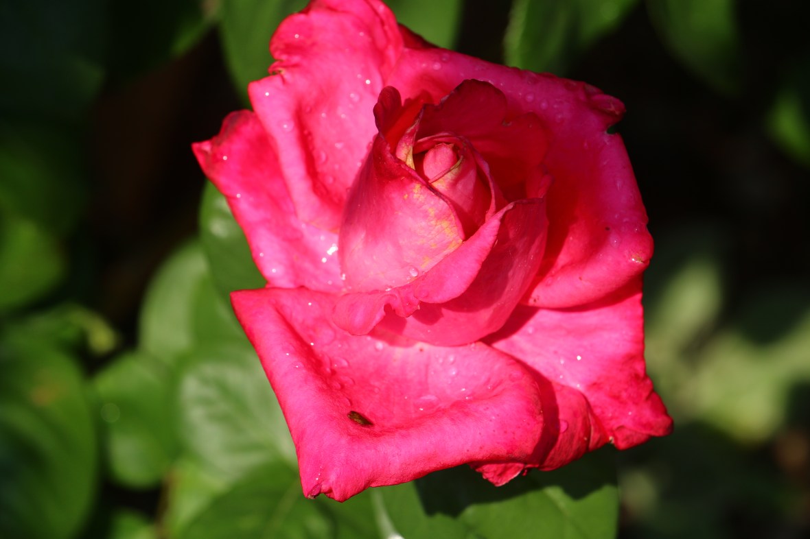 The Pink Rose 2