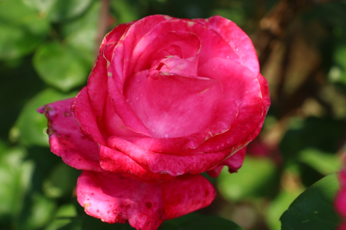 The Pink Rose