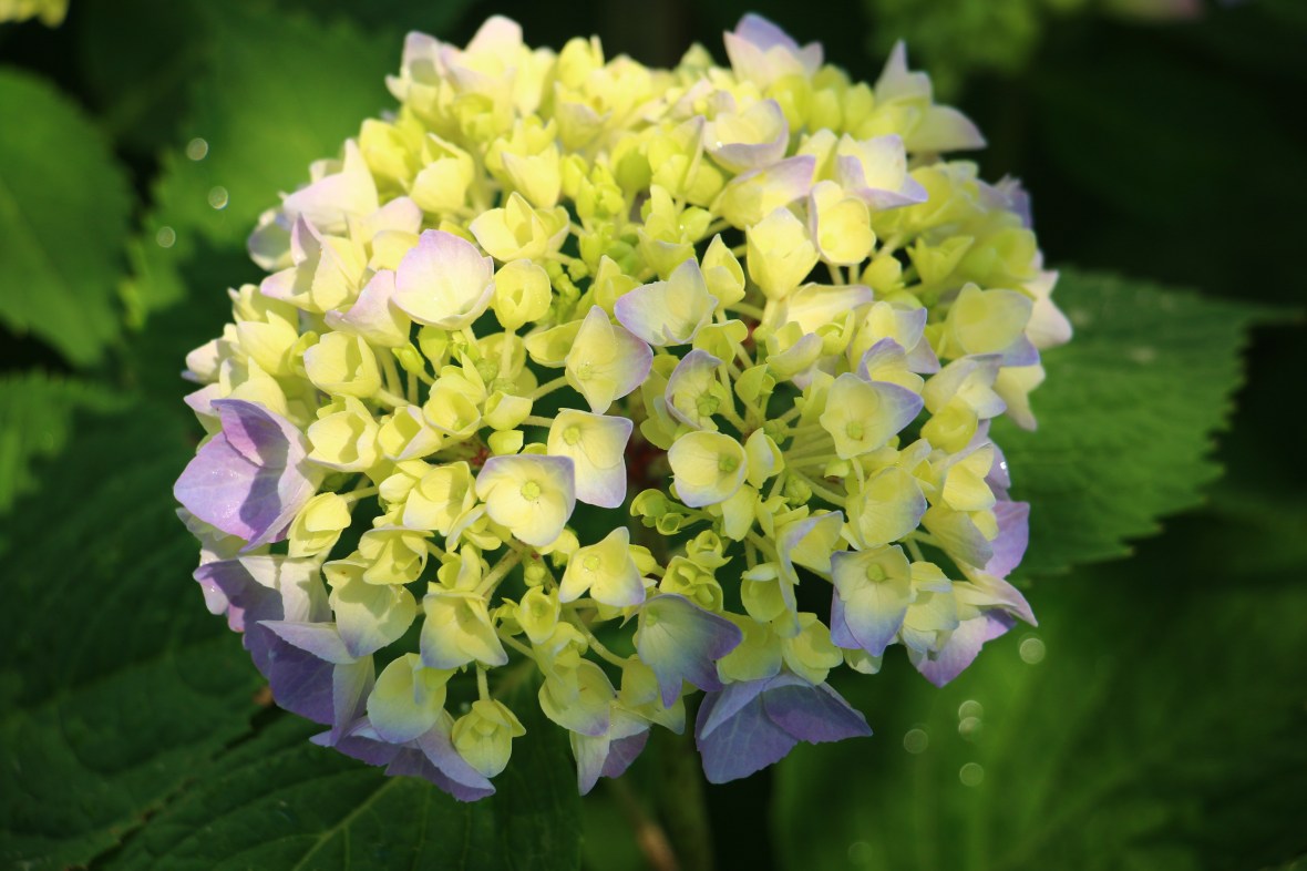 Mom's Garden Hydrangea 6