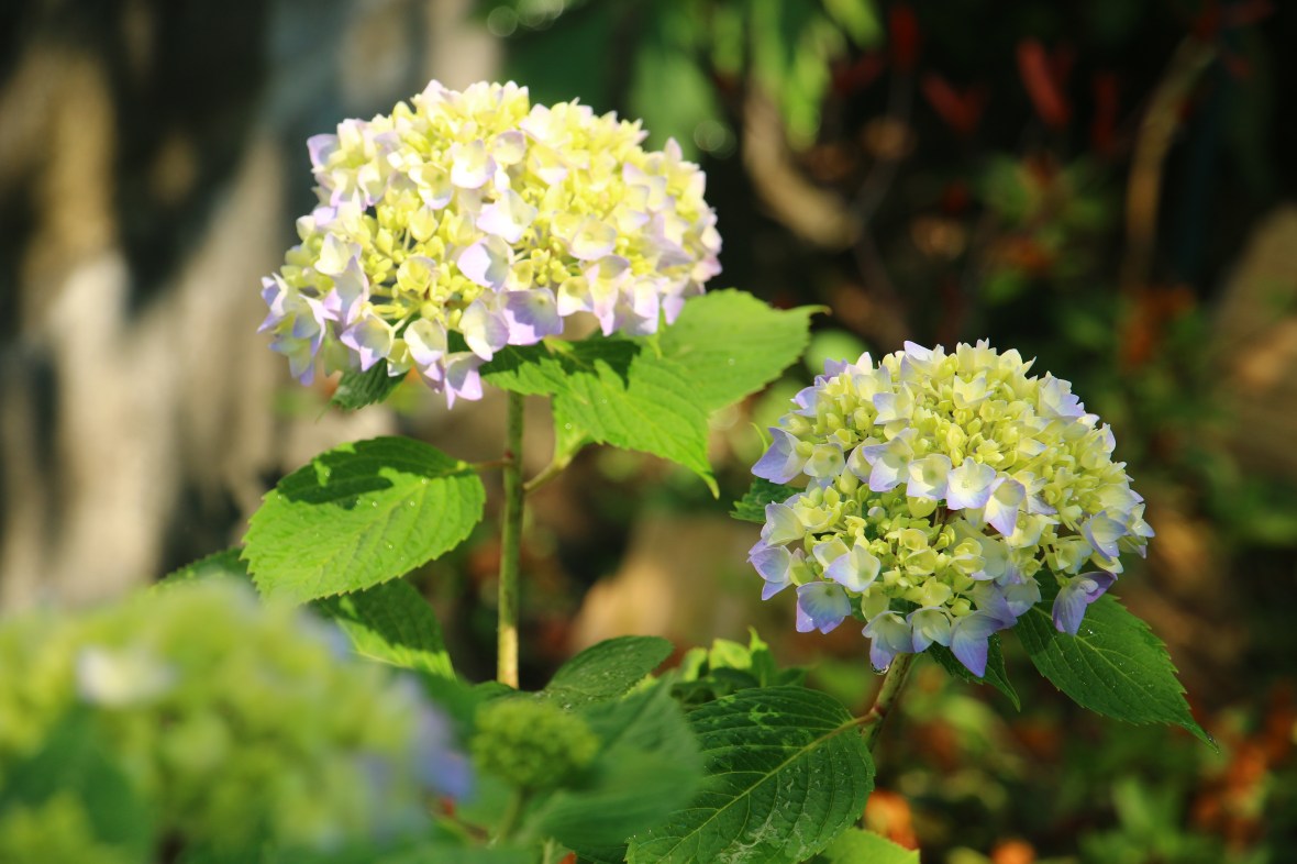 Mom's Hydrangea 3
