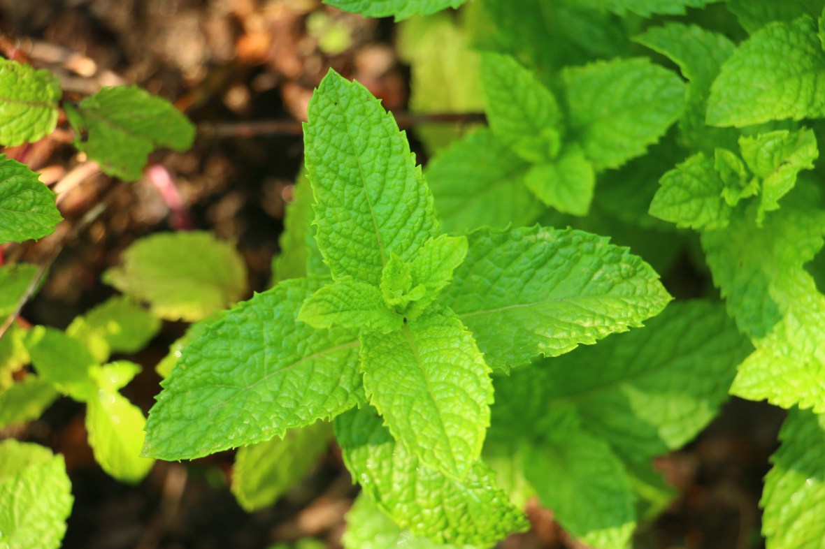 Mint 