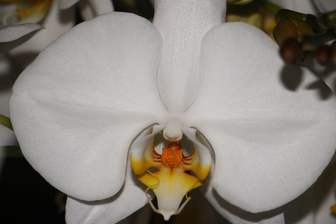 White Orchid Extreme Close Up