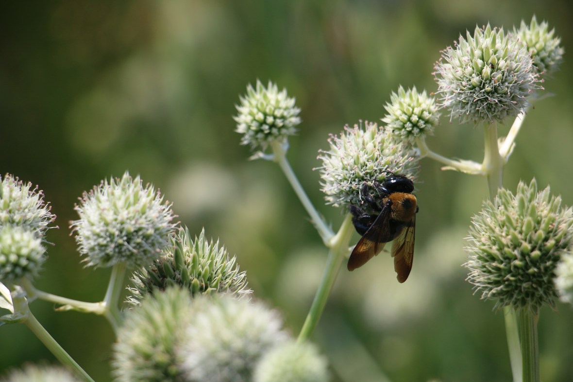 R.O.T.B.B On Thistle