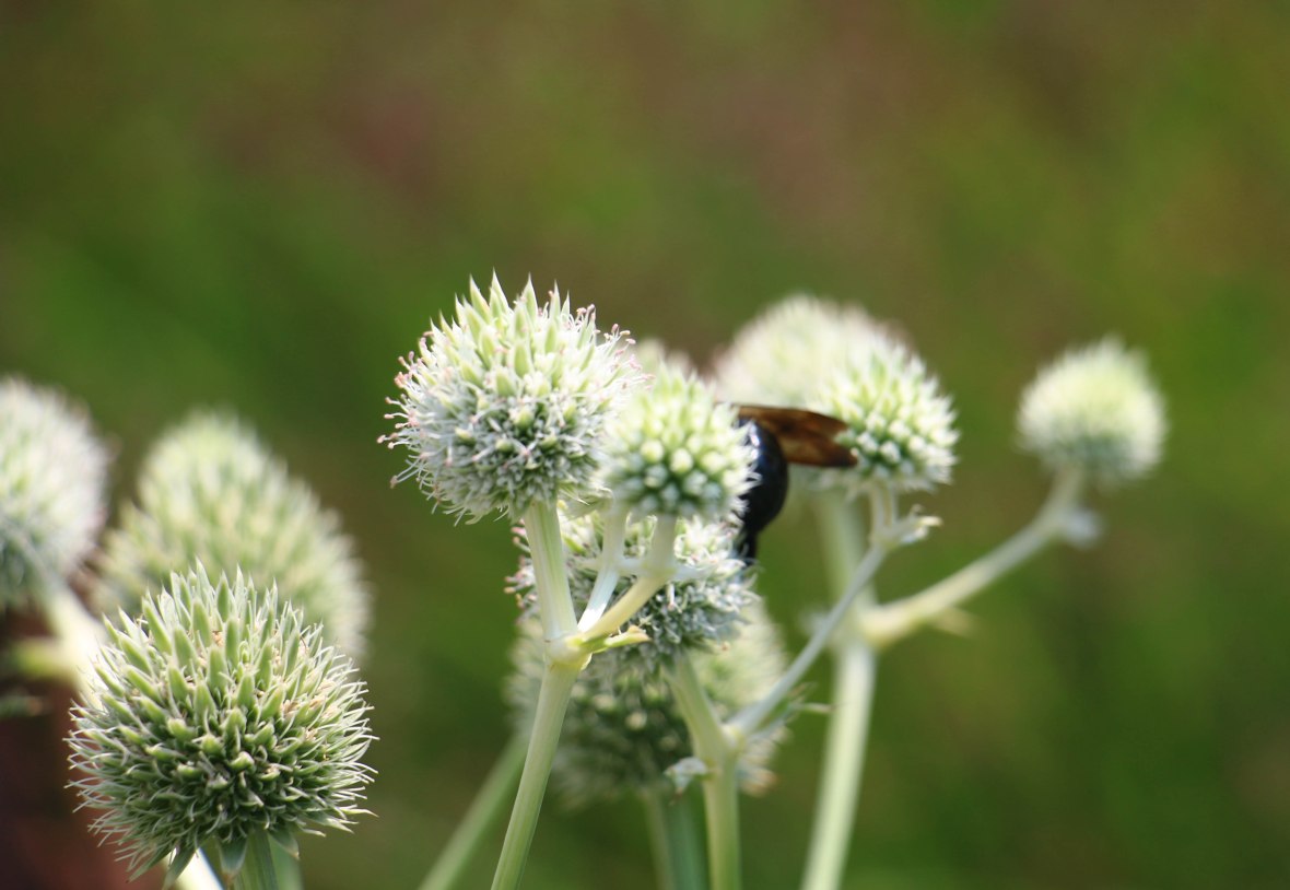 R.O.T.B.B Hiding In Plain Sight