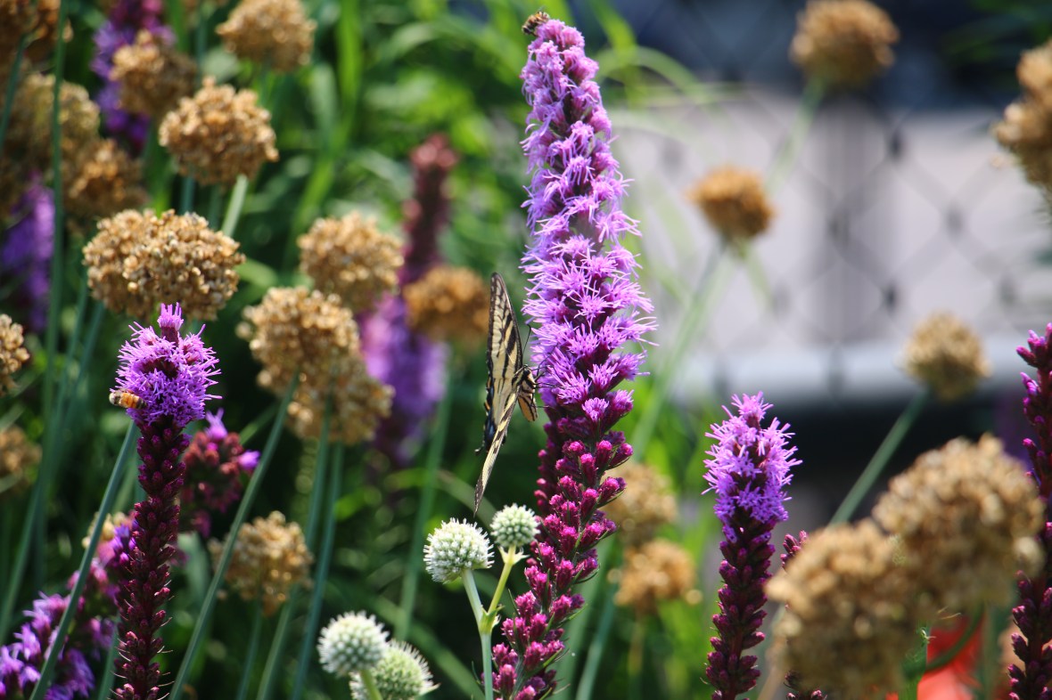 Return of The Butterfly 