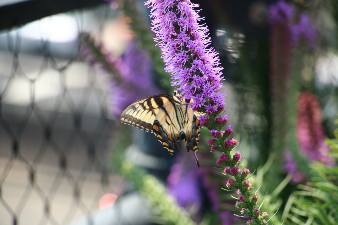 R.O.T.B.F.M Alternate Side