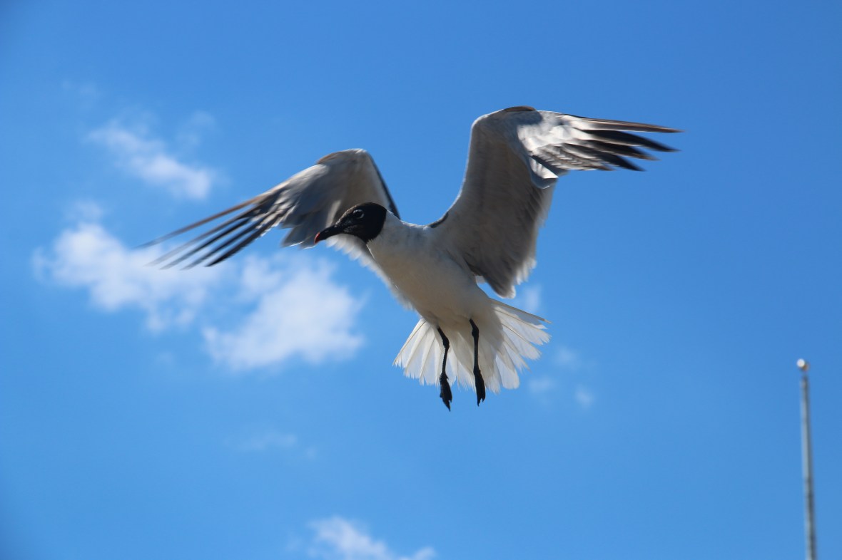 Black & White Gull MidFlight