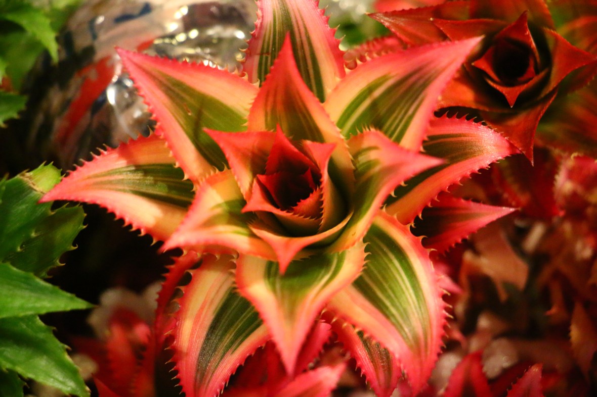 The Pine Apple Flower