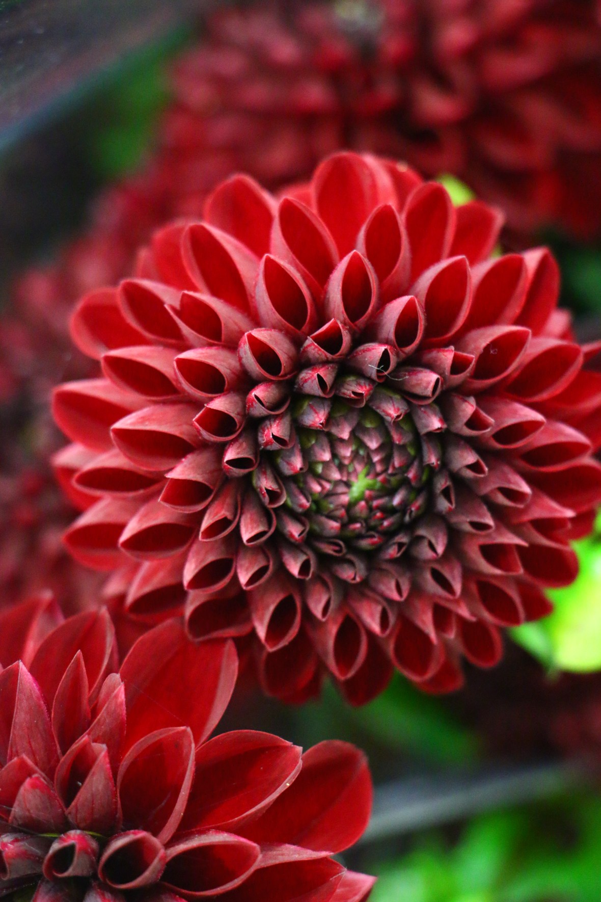 The Maroon Dahlia