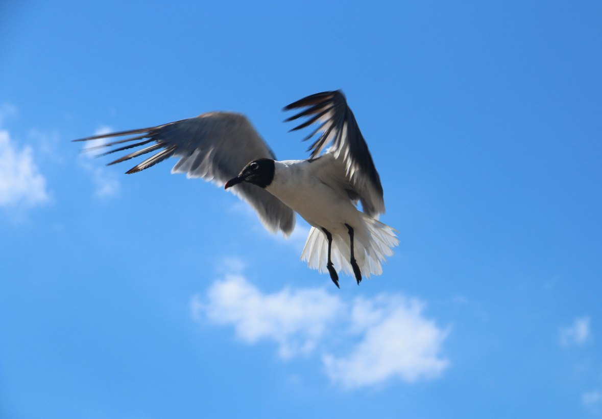 Black & White In Flight 