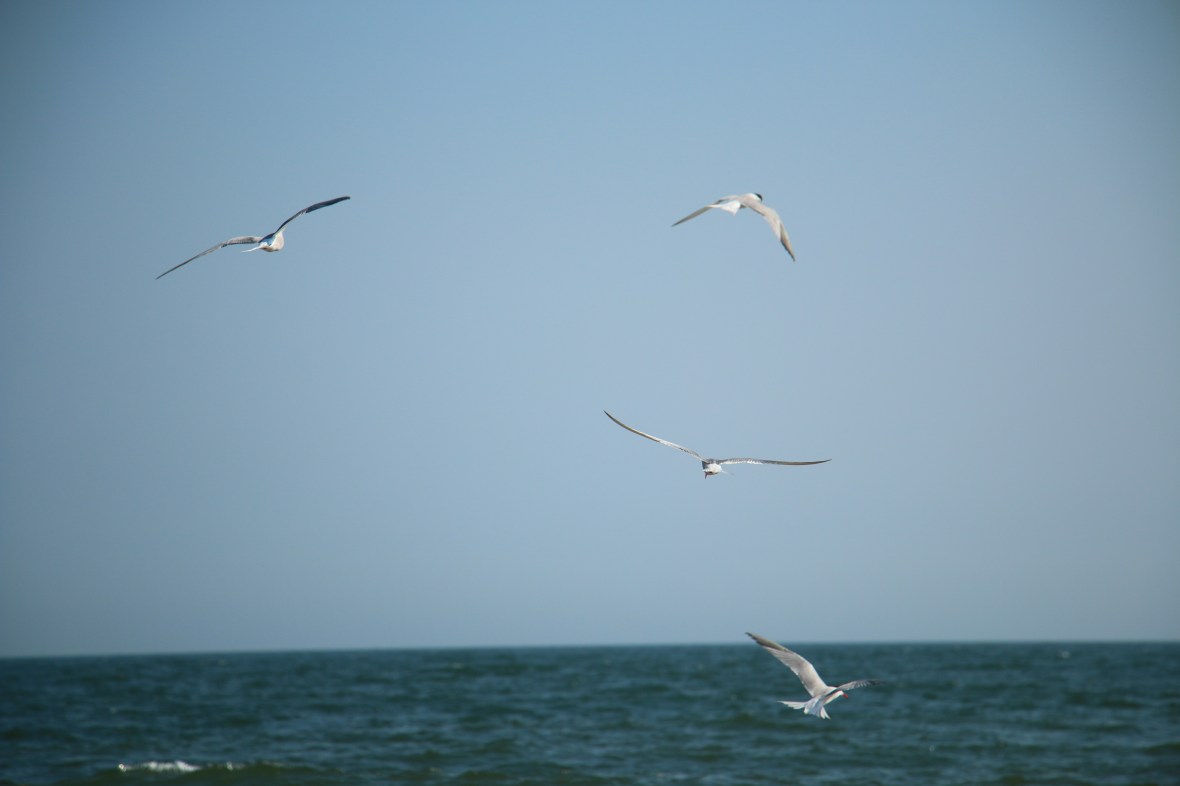 Seagulls over the Water