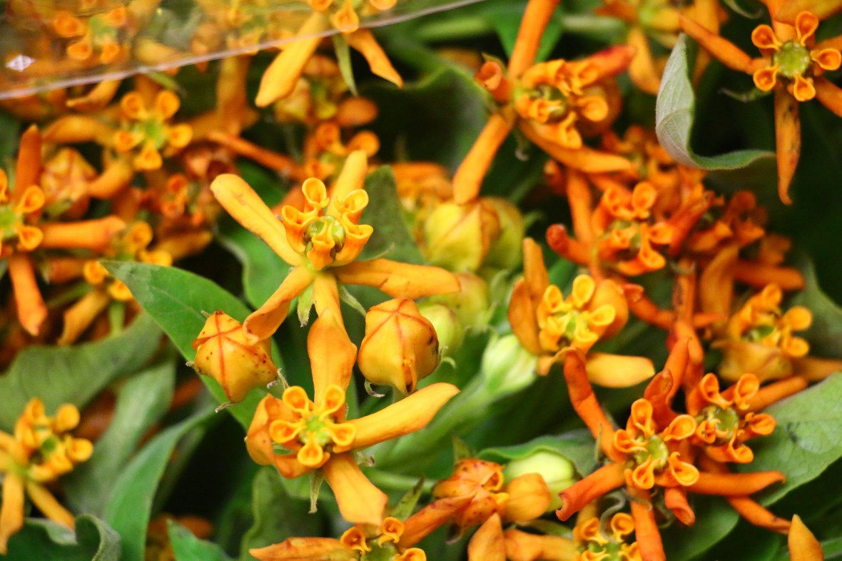 Asclepias Tuberosa