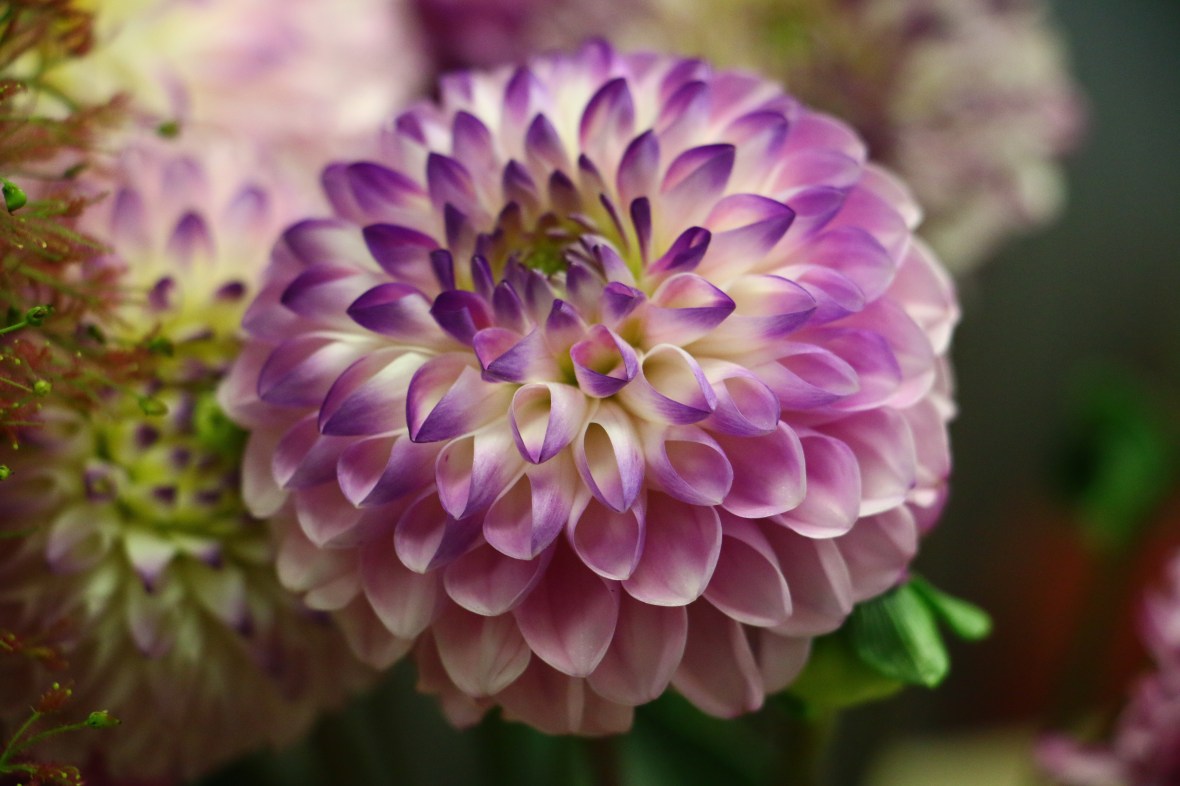 Purple & White Dahlia Tres