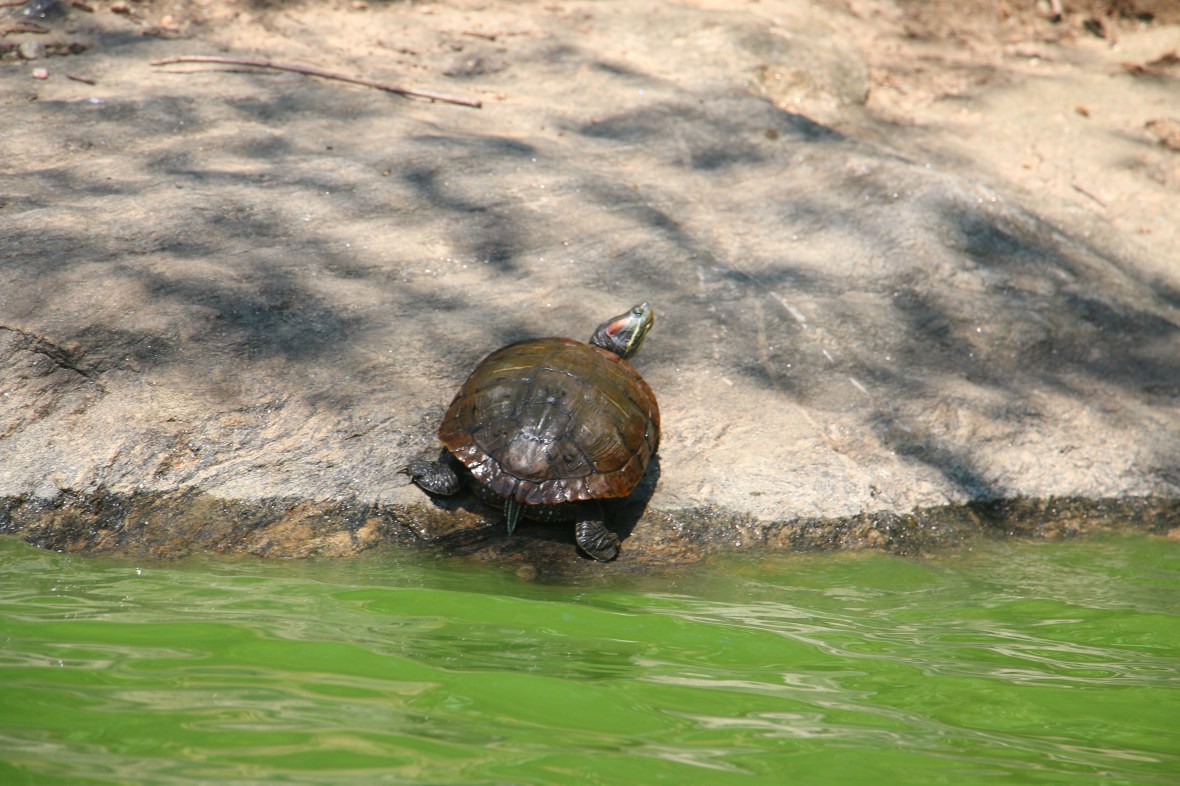 Turtle On Land