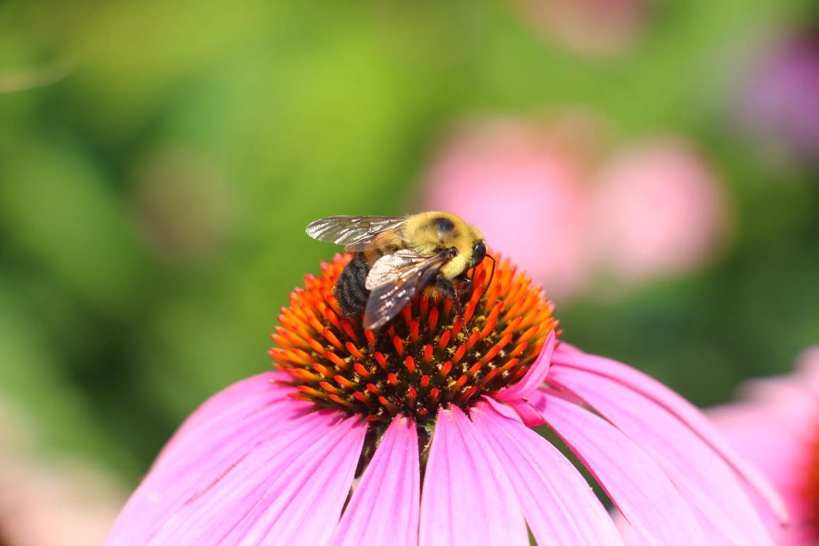 Bee & Rudbeckia 7