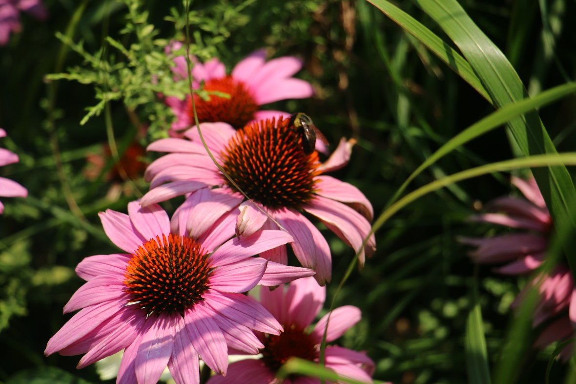 Bee & Flowers Triple Play