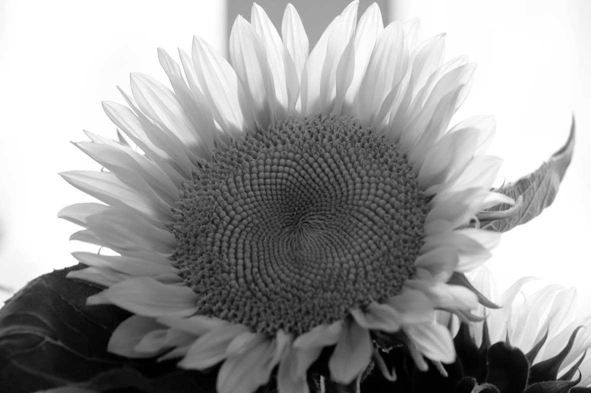 It's as if it's looking up to the sky.