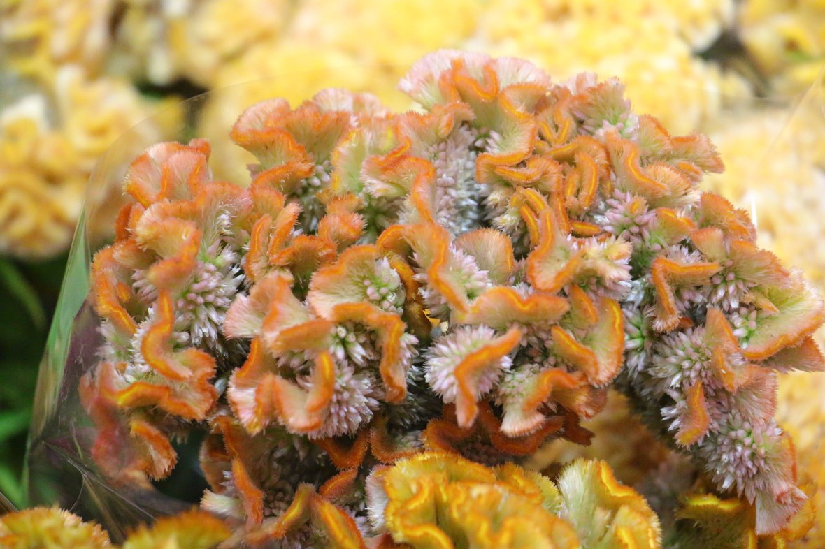 Yellow Orange & Green