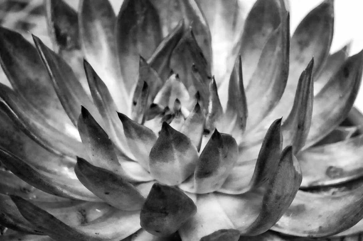 The Succulents II