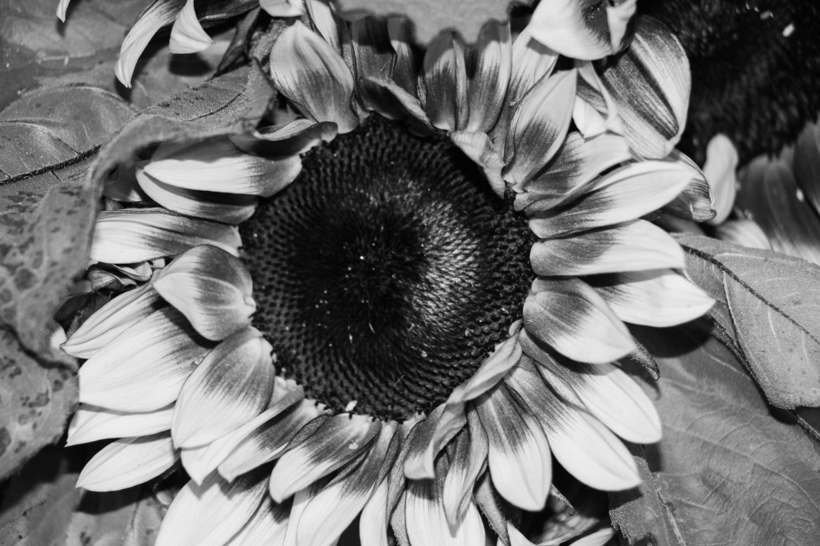SunFlower Black & White