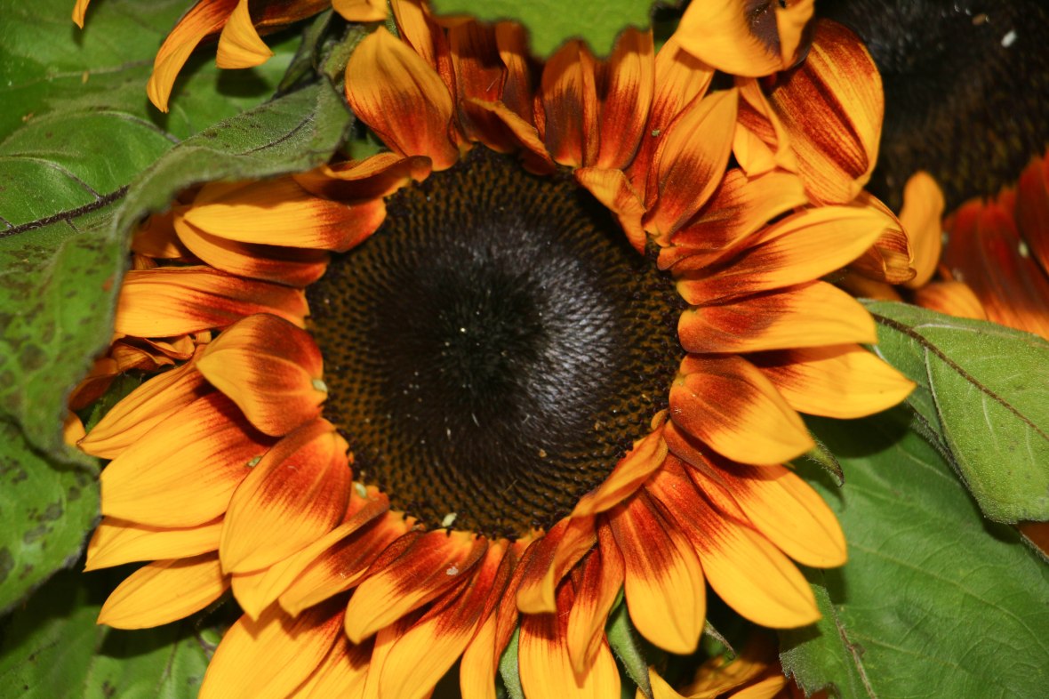 Living Color Sunflower