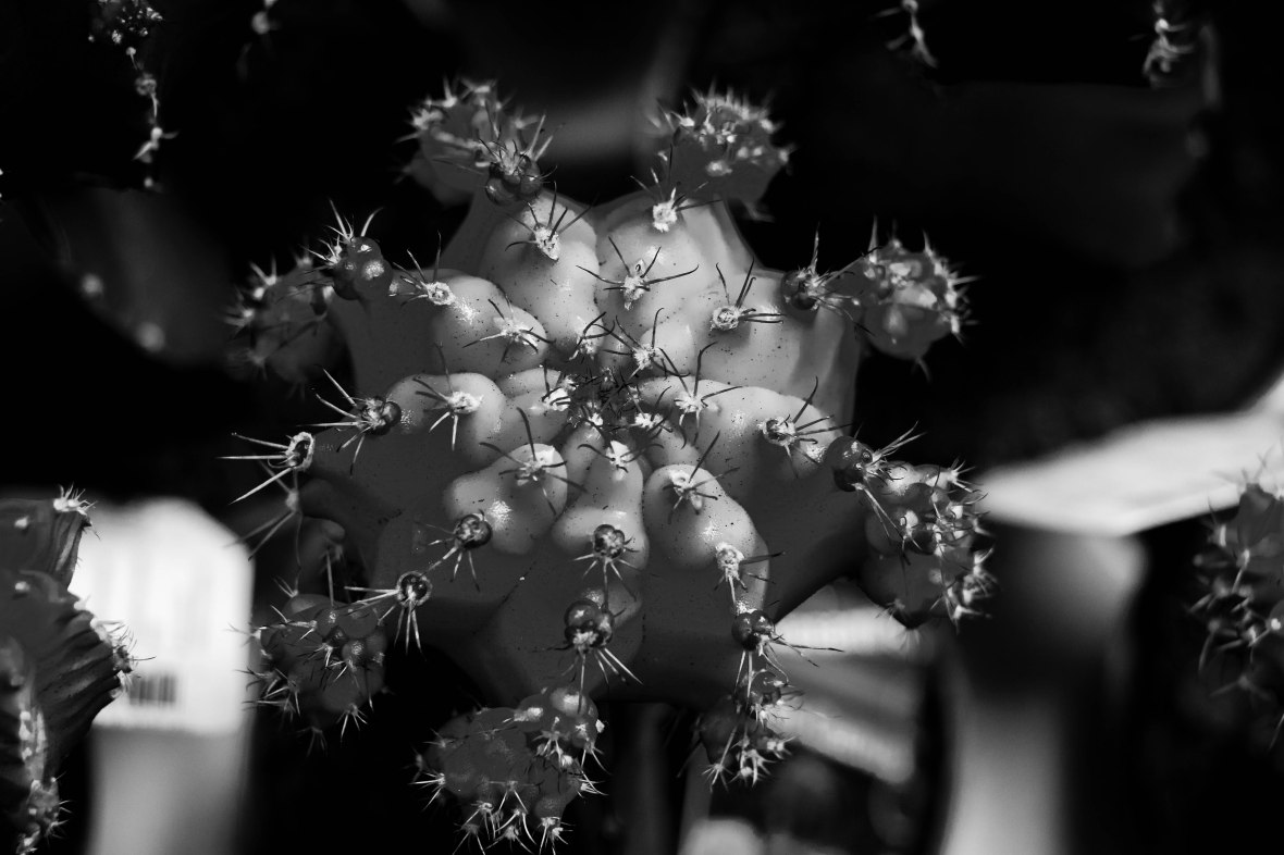 Moon Cactus Black & White