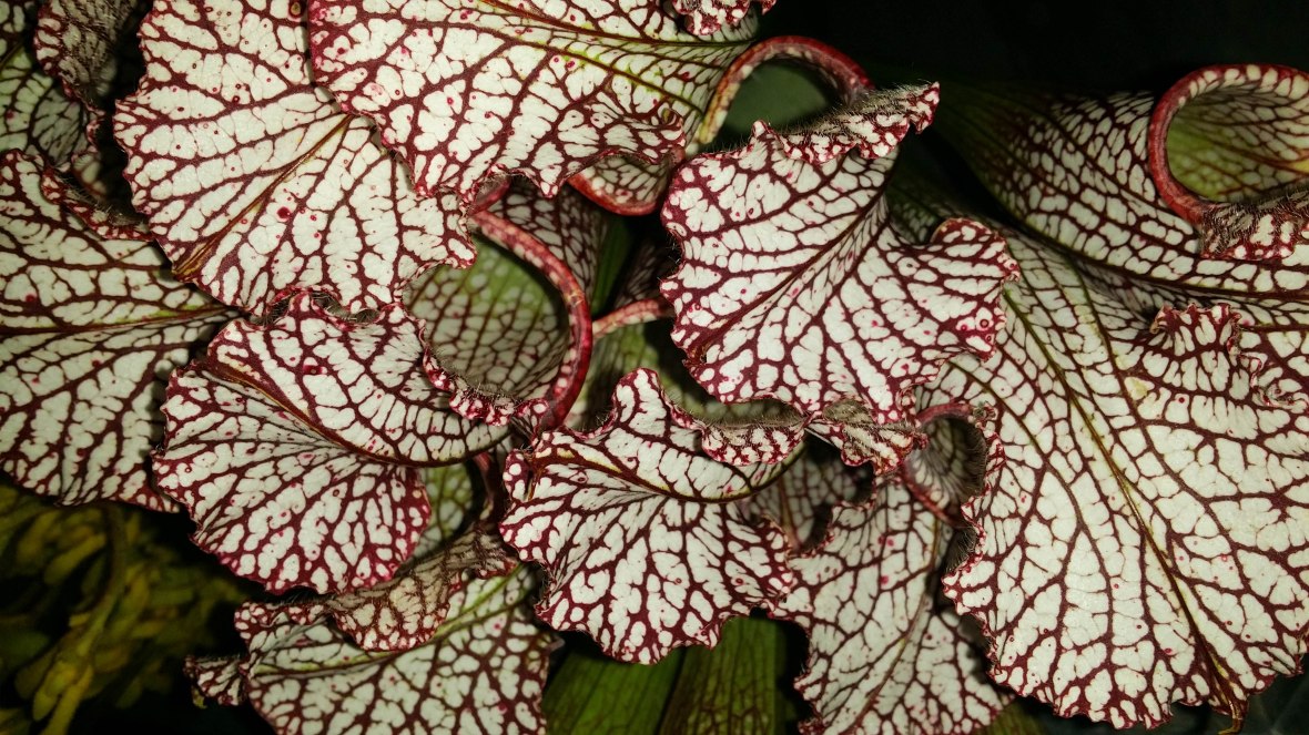 Red Veined Leaves