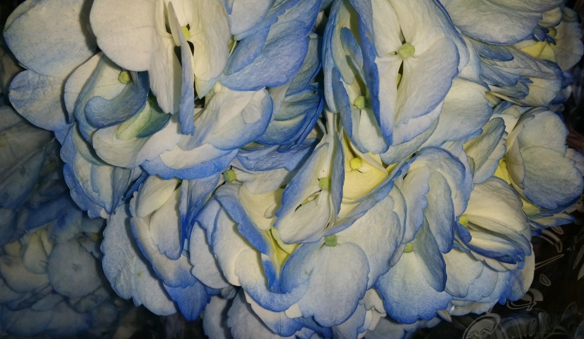 Blue & White Hydrangea Mirror