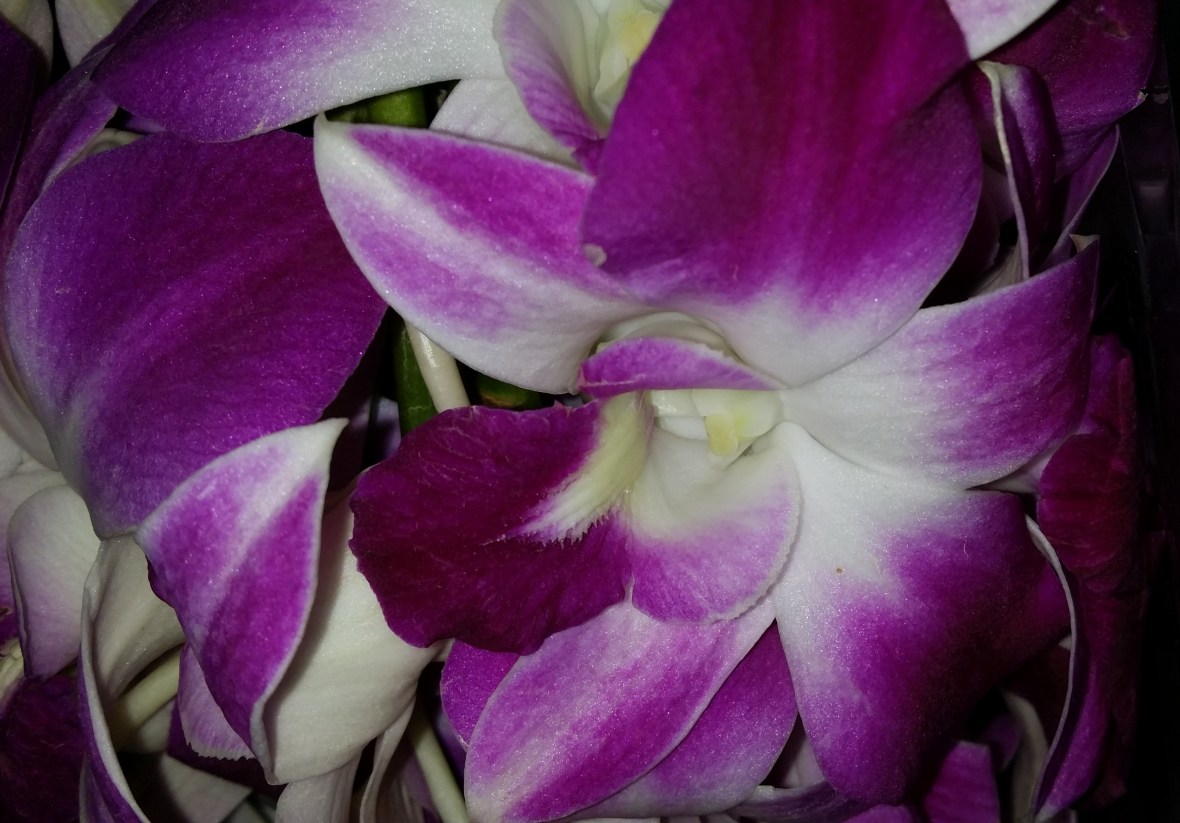 Purple & White Dendrobium Orchids