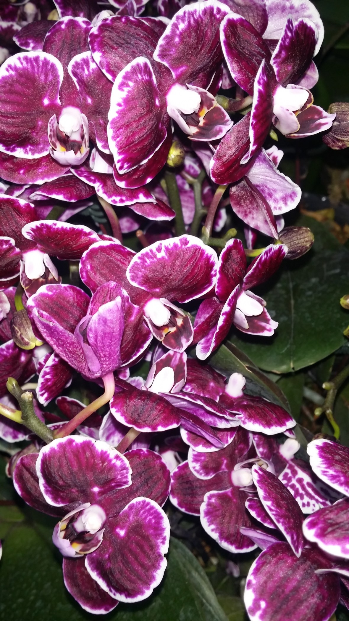 Deep Purple & White tipped Phaelanopsis Orchids