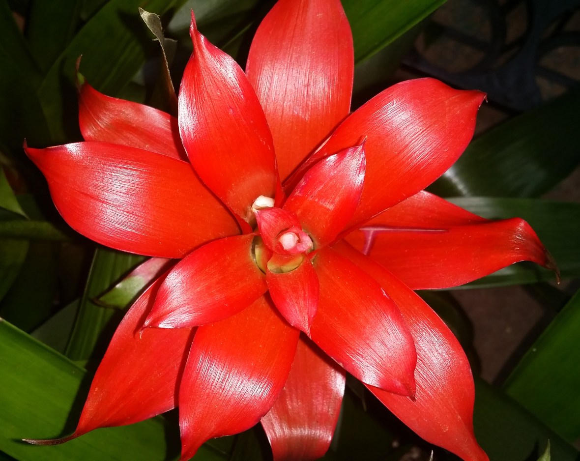 The Orange Bromelia