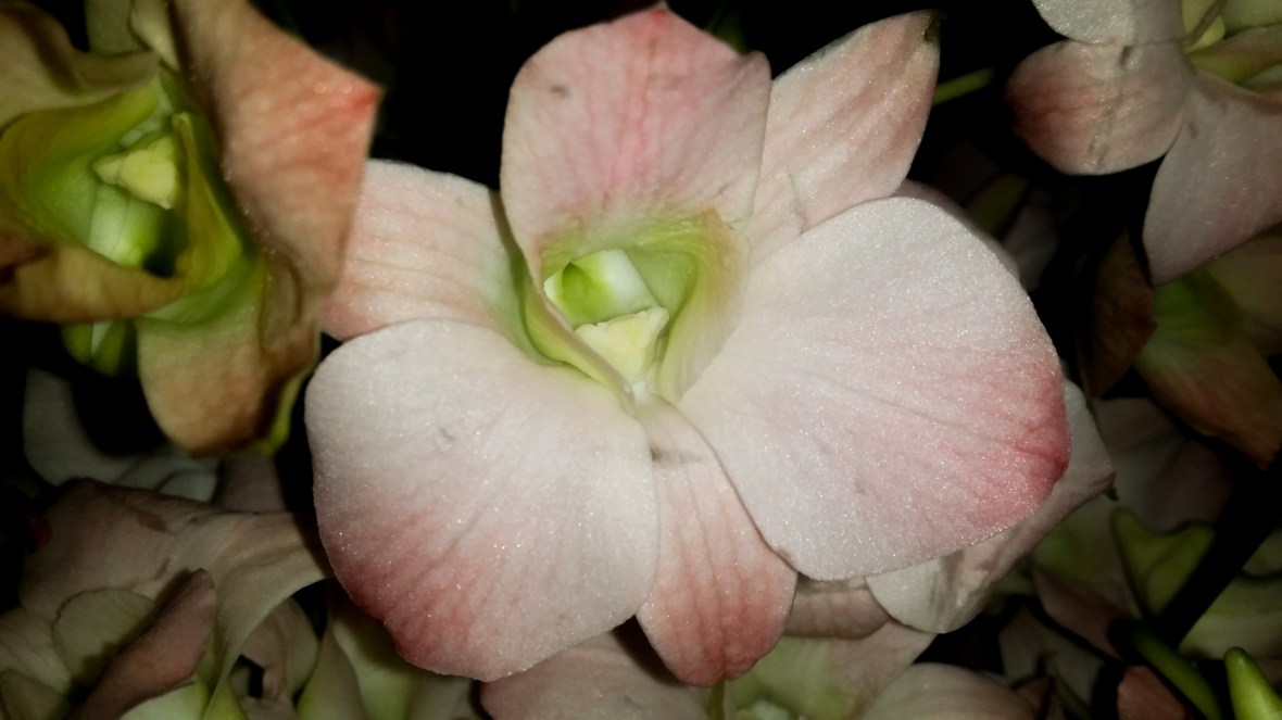 Blush Pink Dendrobium Orchid