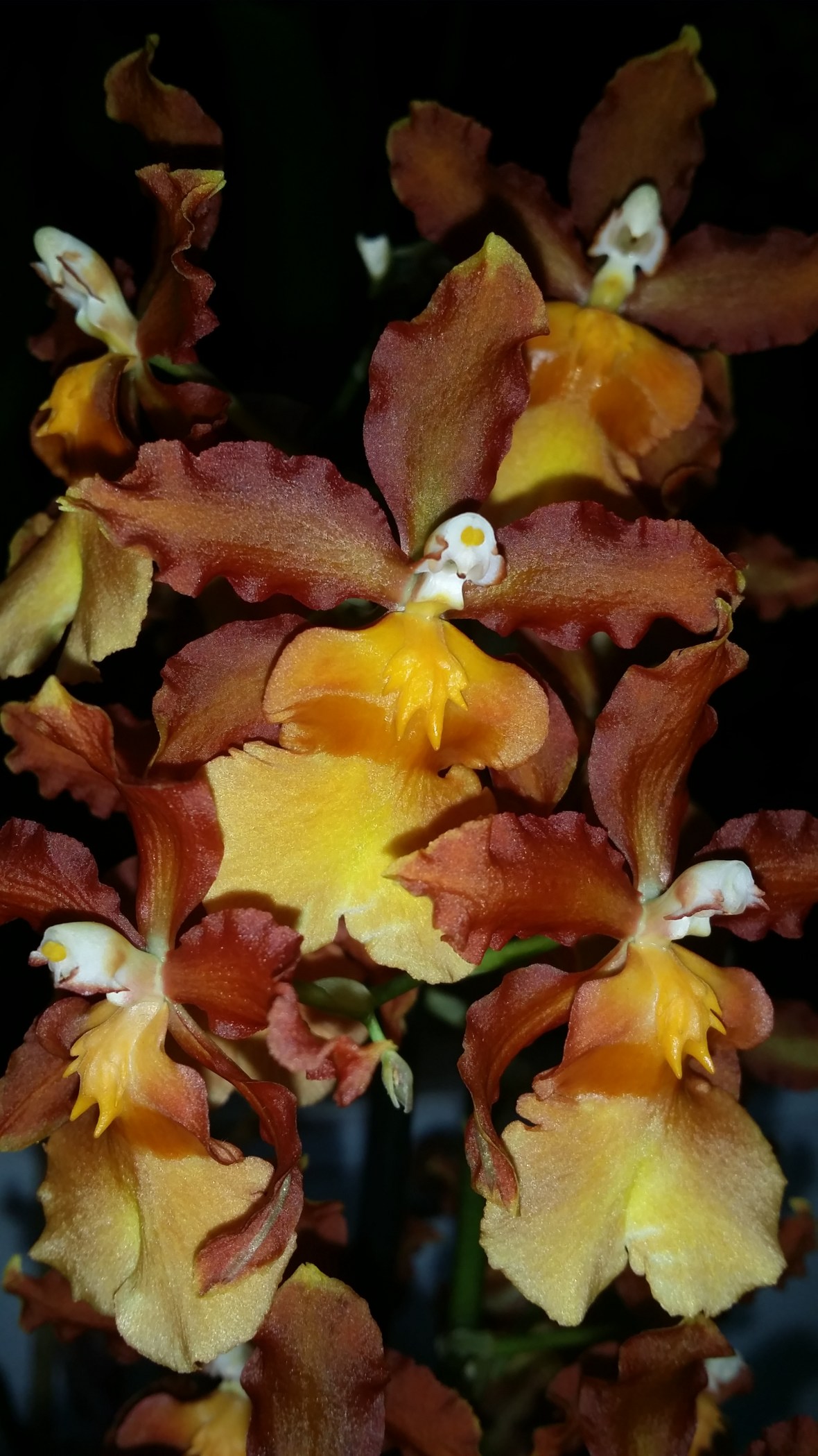 Golden Honey Oncidium III