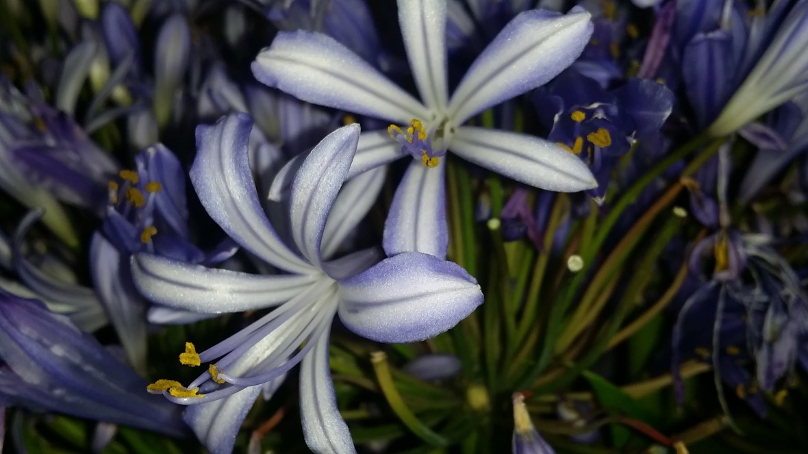 Purple Agapanthus
