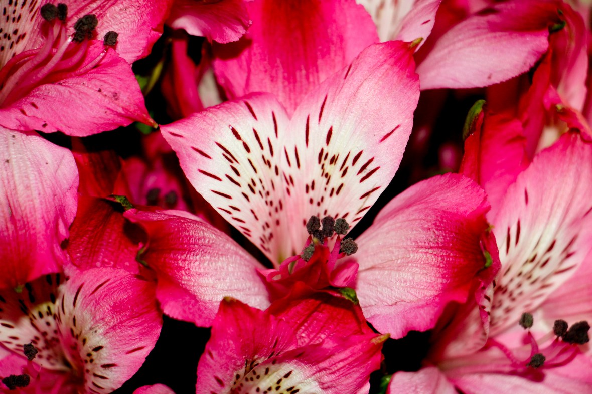 Hot Pink Alstroemeria Storm