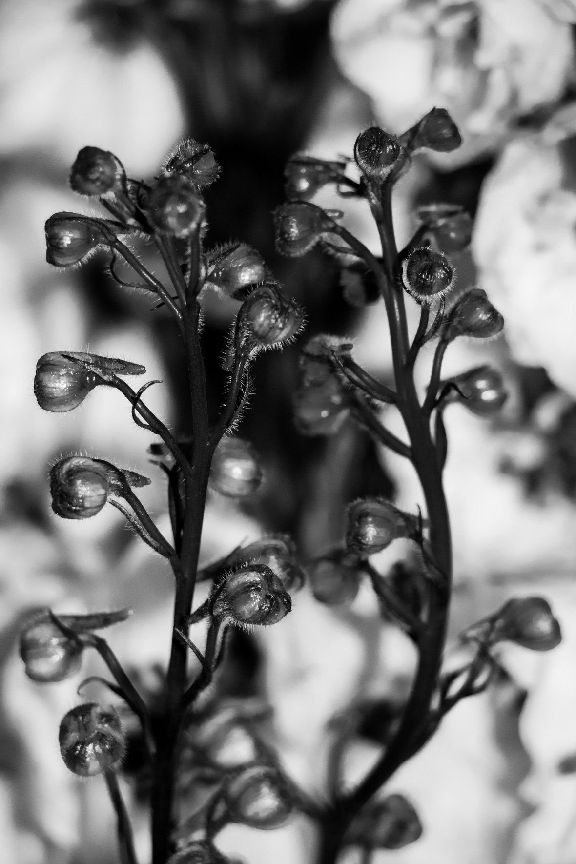B + W White Delphinium