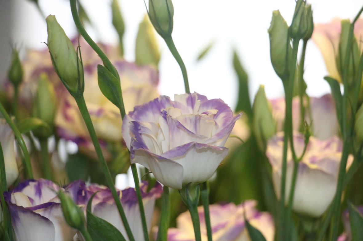 White & Purple Fringed Lisianthus
