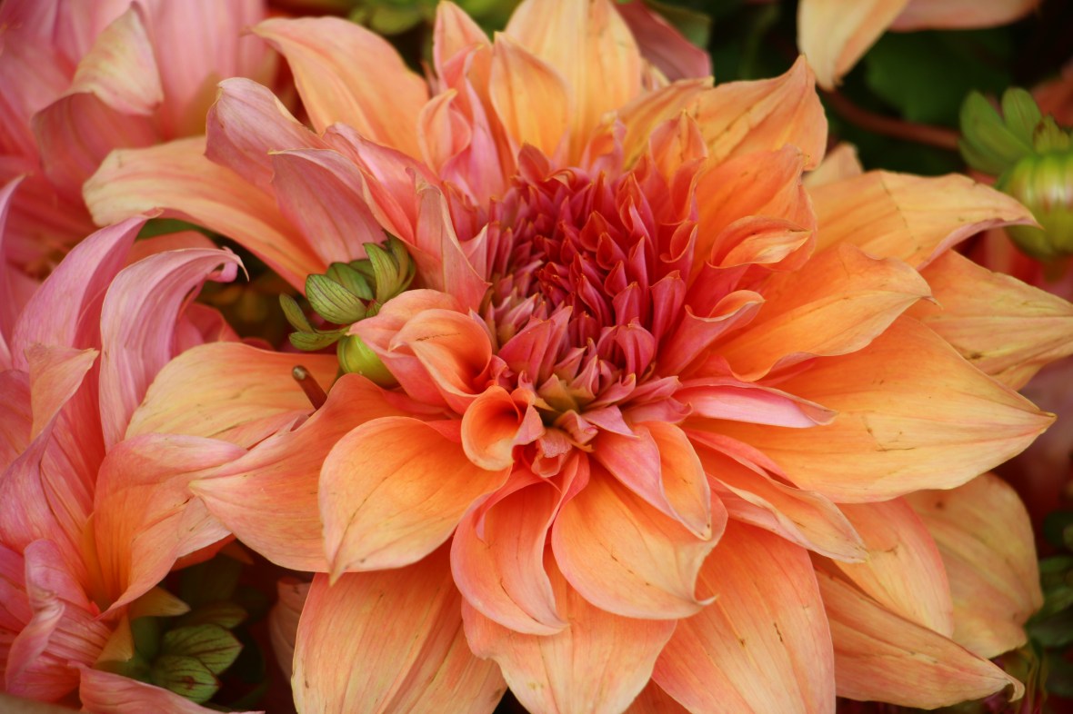 Peach Dahlia