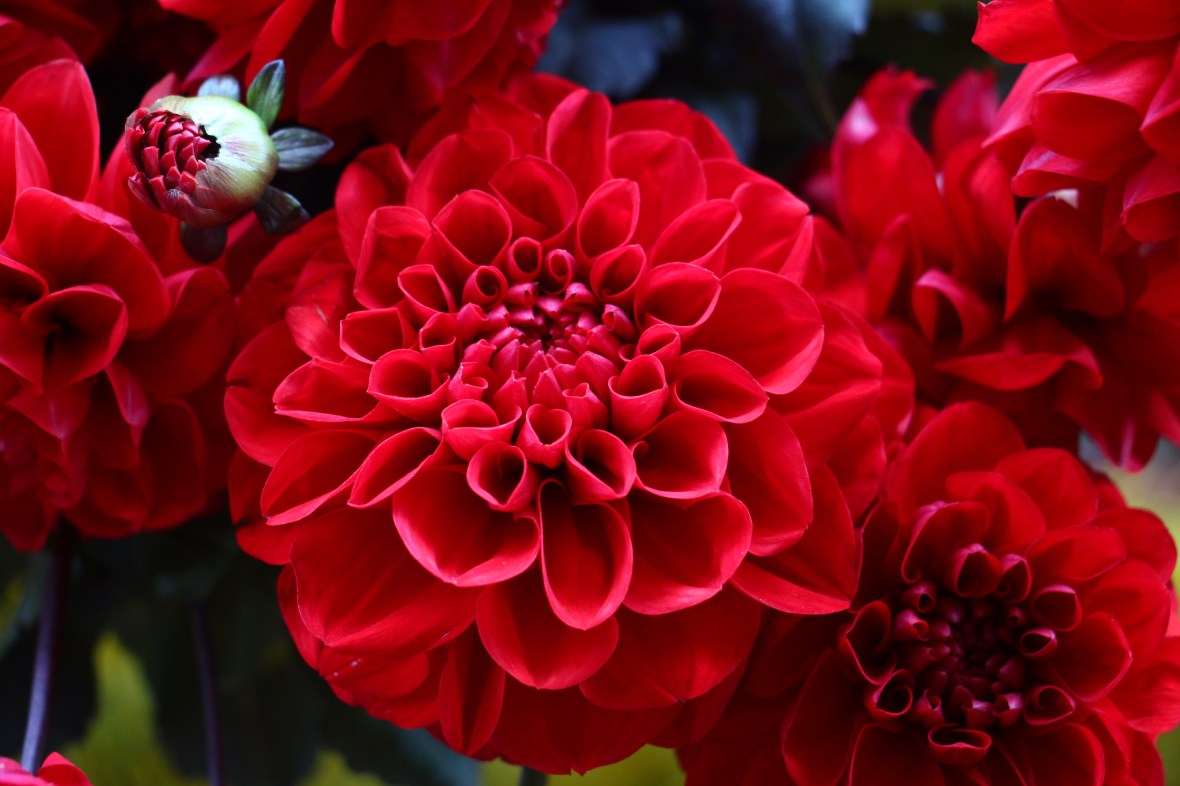 Code Red Dahlias