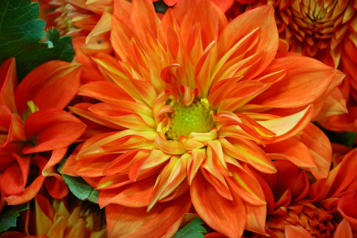 Flaming Orange Dahlia
