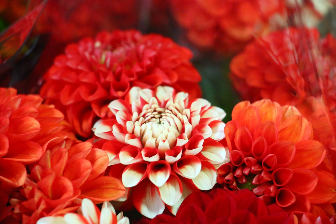The Red & White Dahlia