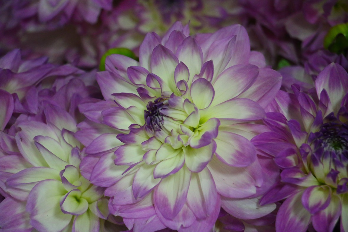 The Purple & White Dahlia III