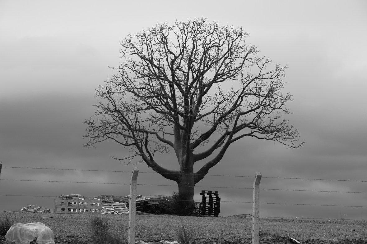 The Seba Sans Leaves