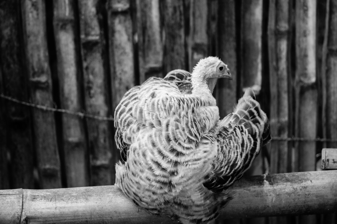 B + W Portrait: Young Turkey