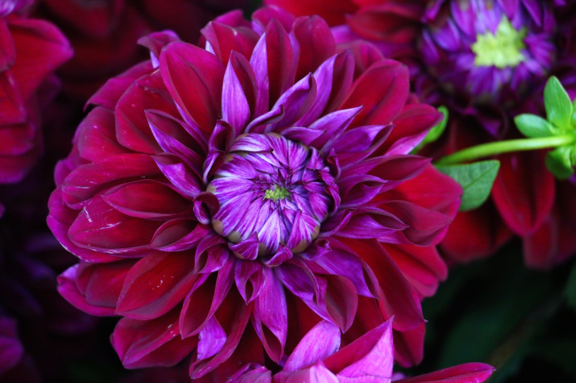 High Purple Dahlia