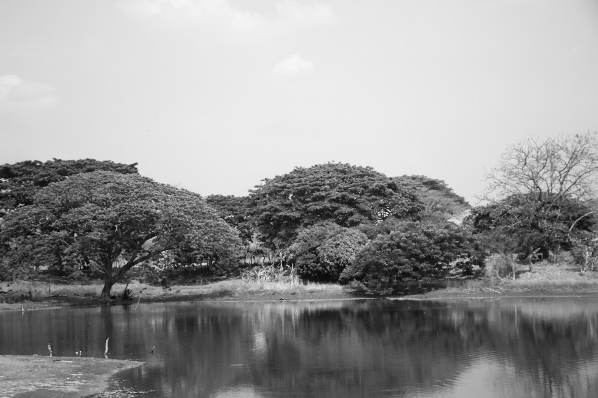 B + W Portrait: Lake & Trees