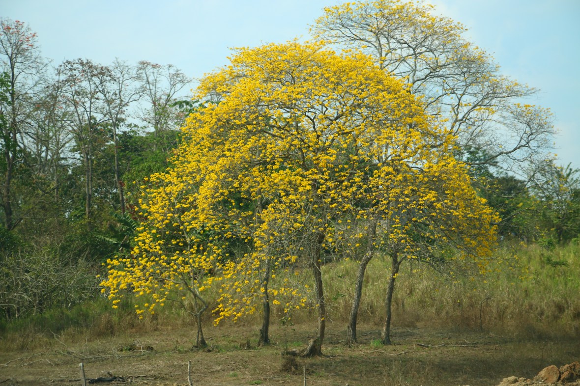 The Yellow Set